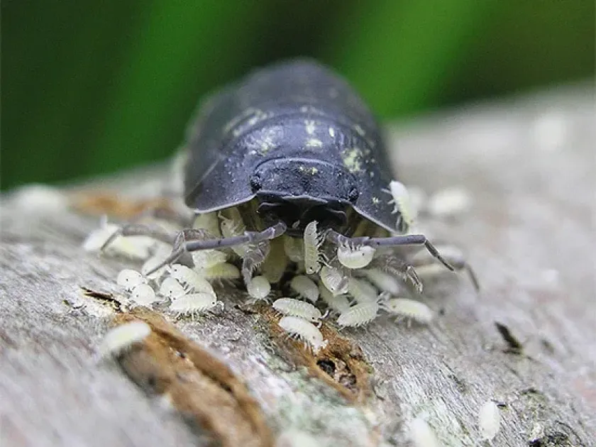 Common woodlouse