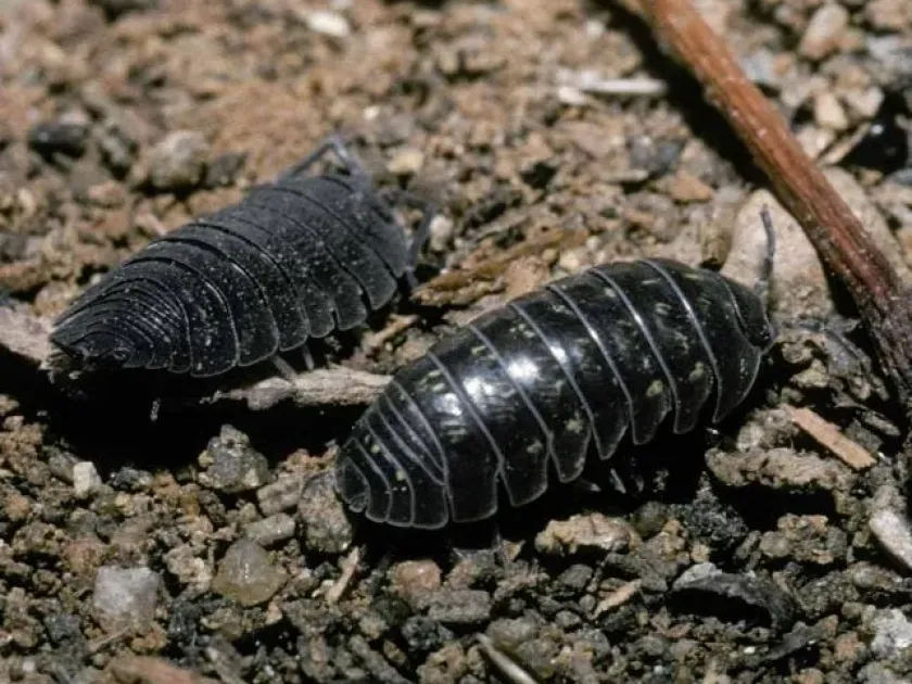 Woodlouse