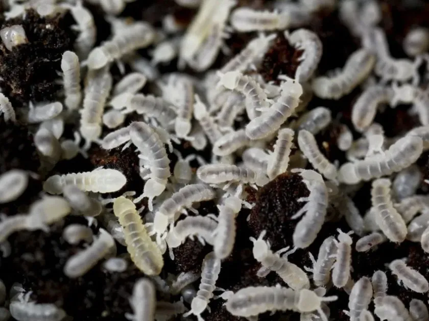 Onychiurus springtail