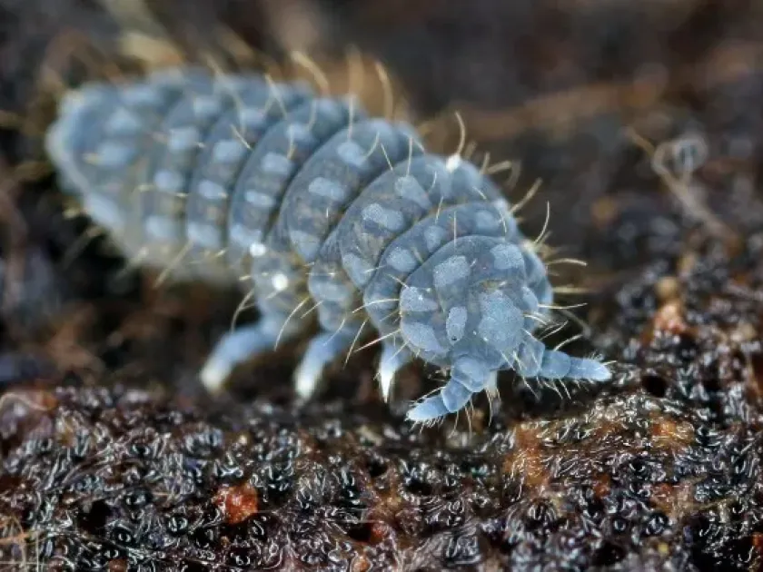 Onychiurus armatus