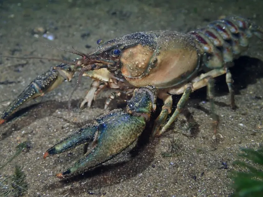 Spiny-cheek crayfish
