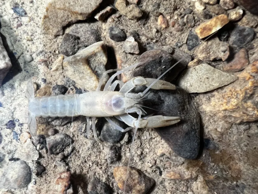 North American crayfish