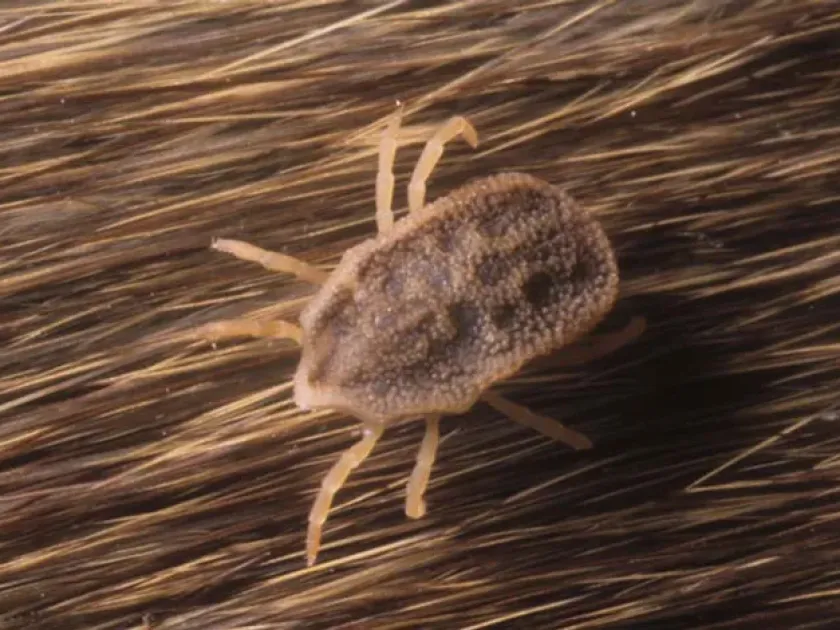 Spinose ear tick