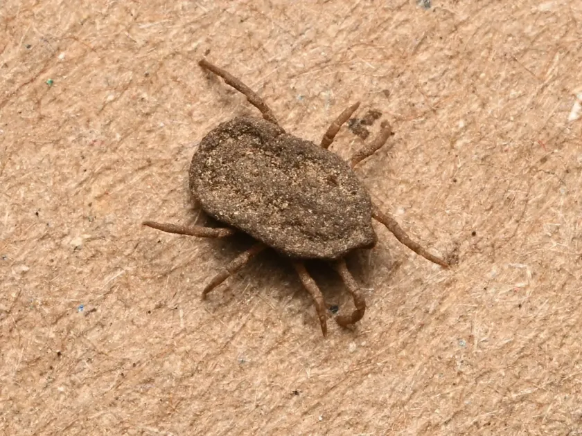Argasid ticks