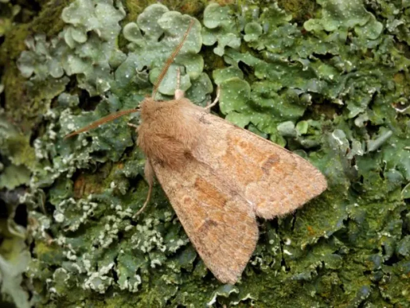 Clouded Drab