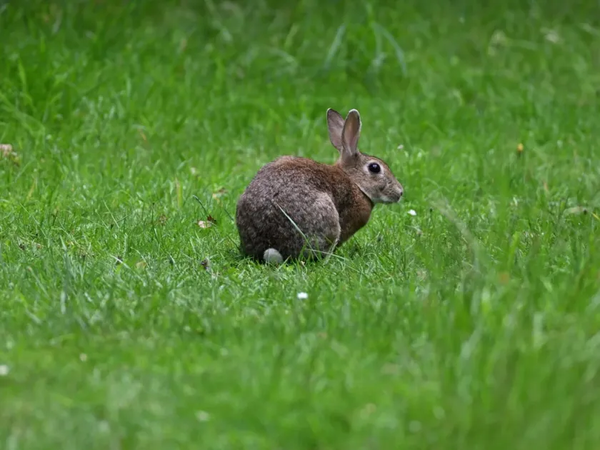 European rabbit