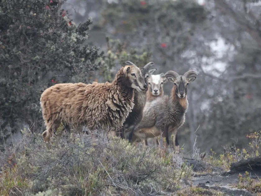 Domestic sheep