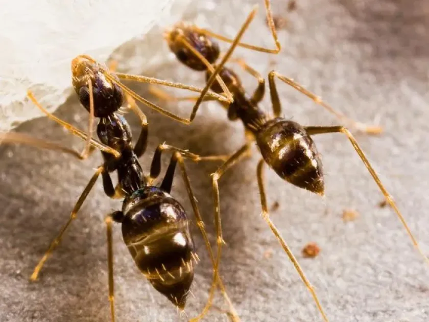 Paratrechina ant
