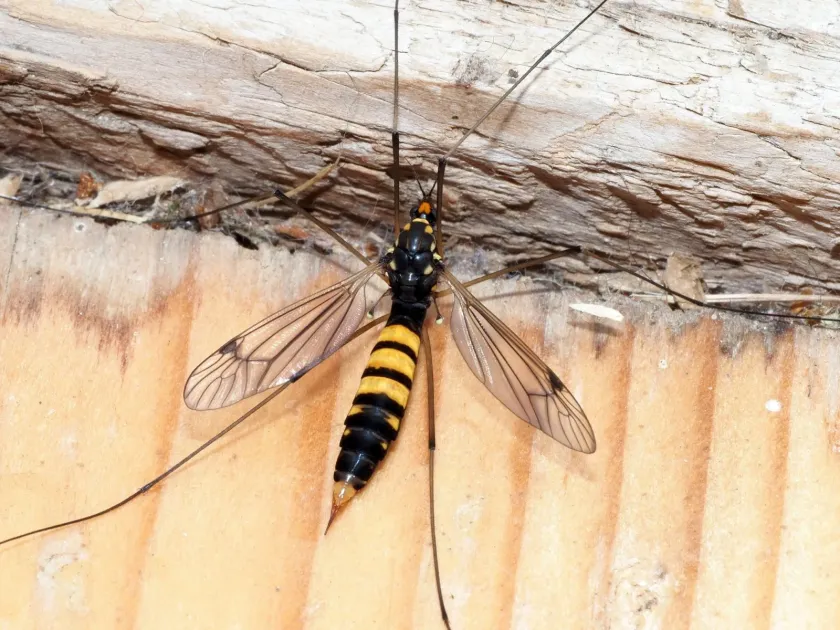 Spotted crane fly