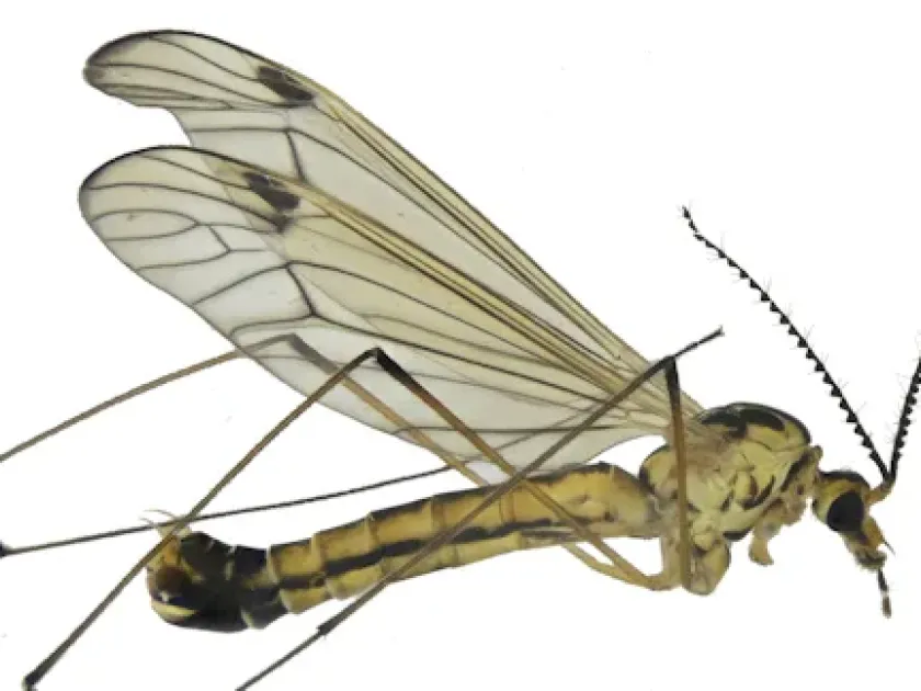 Nephrotoma dorsalis