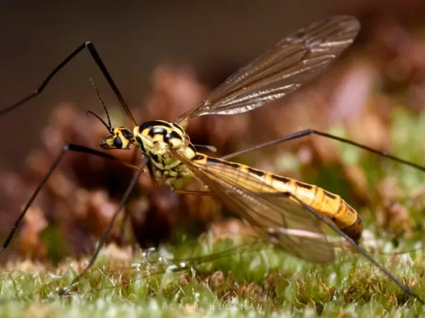 Spotted crane fly