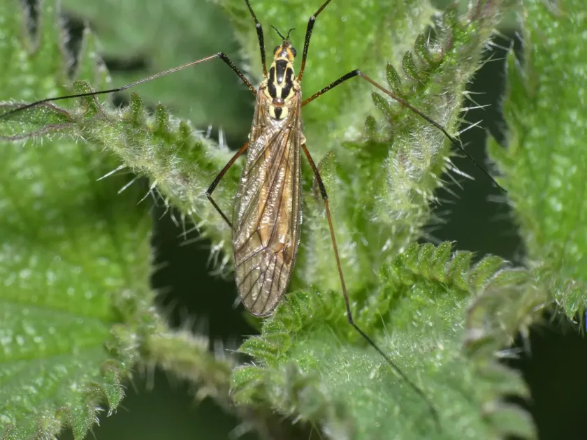 Spotted crane fly