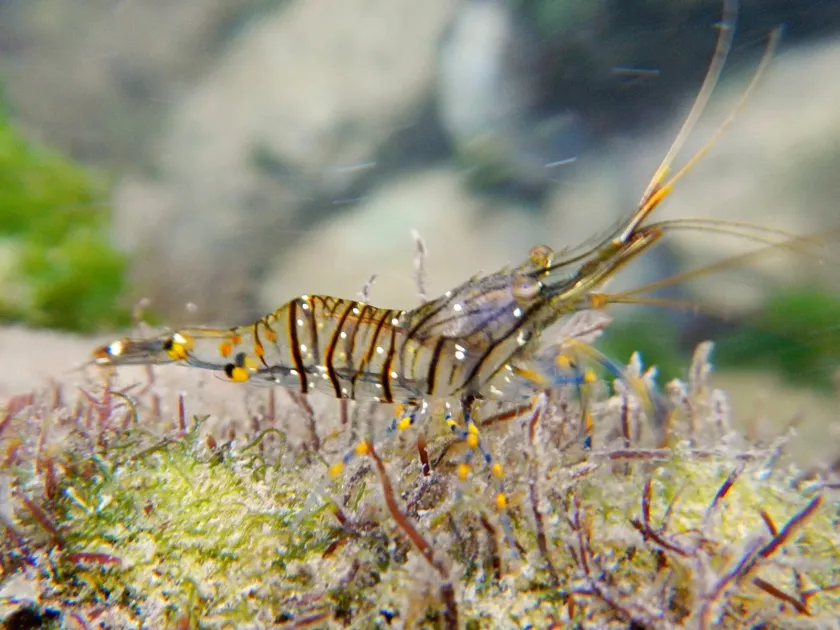 Grass shrimp