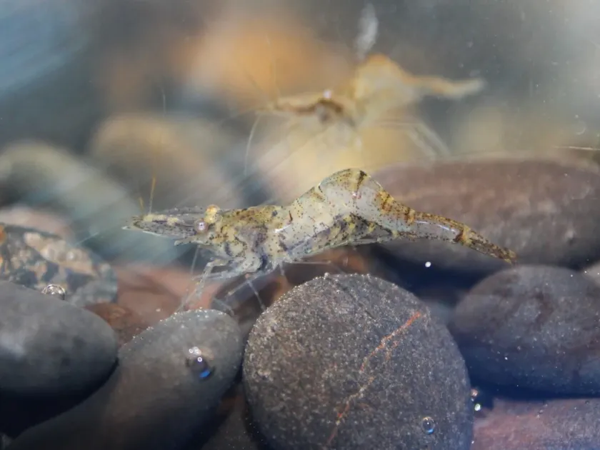 Mississippi grass shrimp
