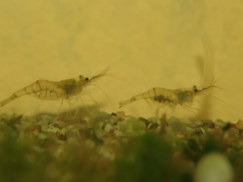 Grass shrimp