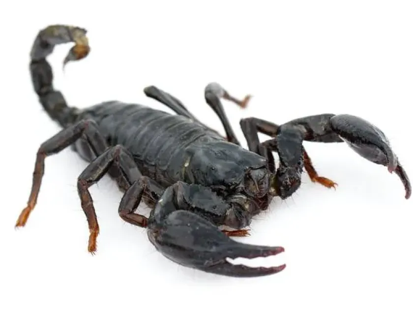 Emperor scorpion