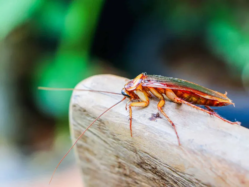 Wood cockroach