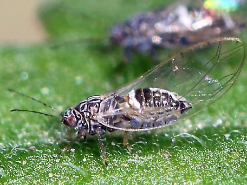 Mauran jumping plant louse