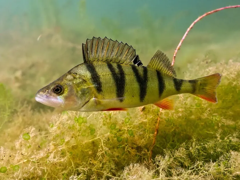Yellow perch