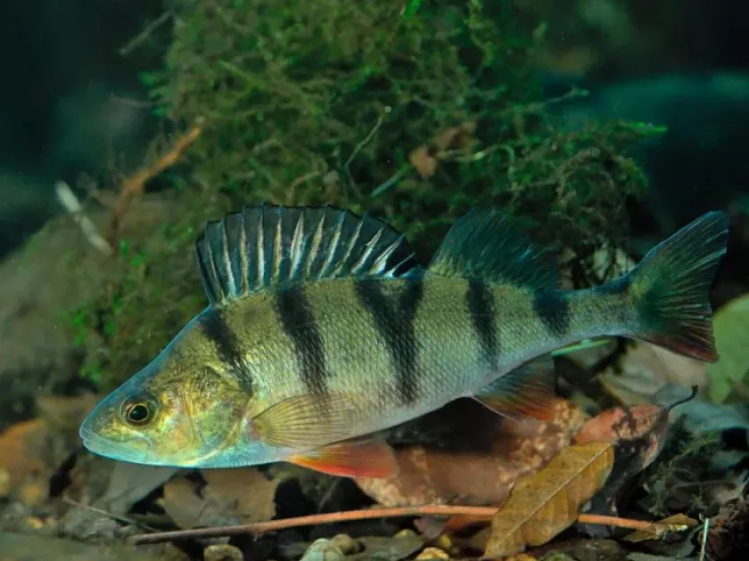 Perch