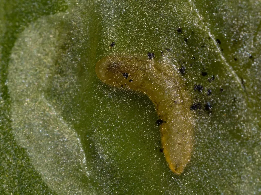 Beet leaf miner