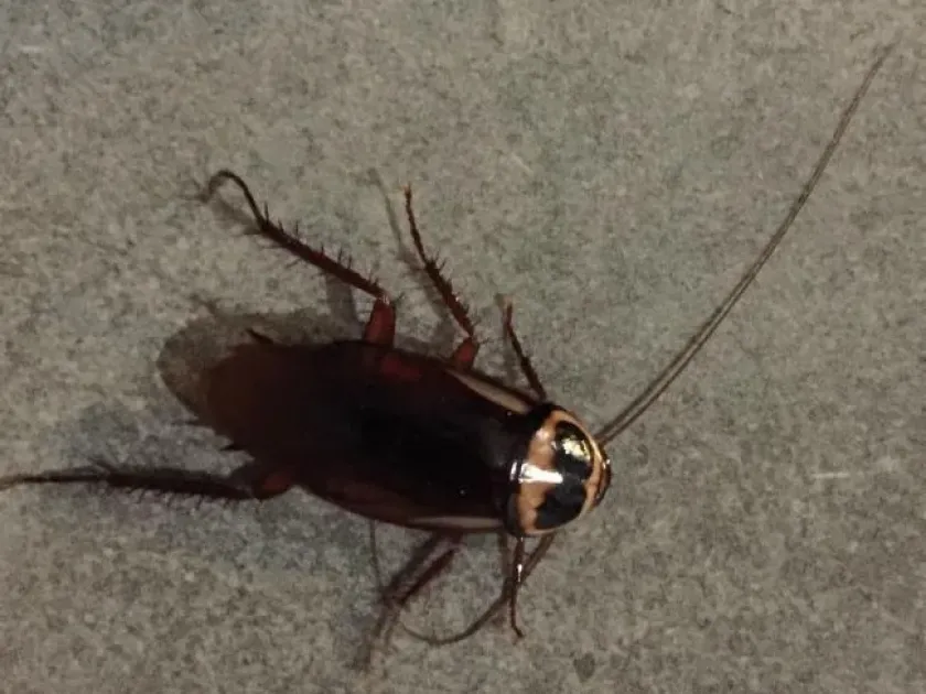 Australian cockroach