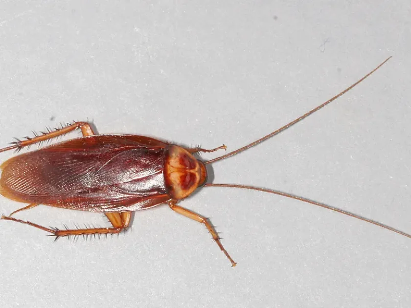 Brown cockroach