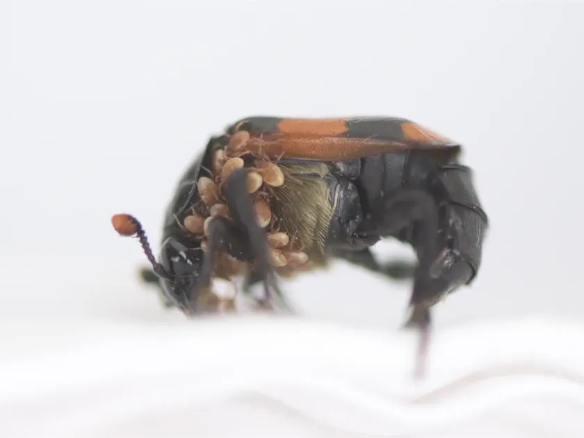 Пергамазус
