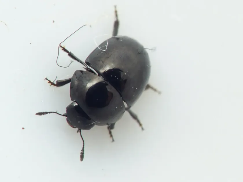 Shining flower beetle