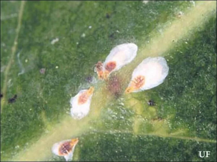 Phenacaspis