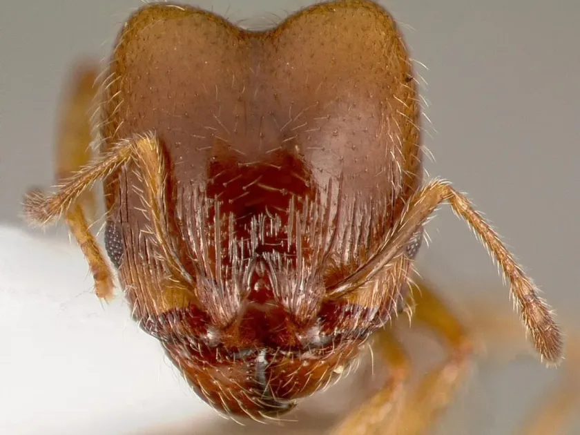 Bicarinata soldier ant