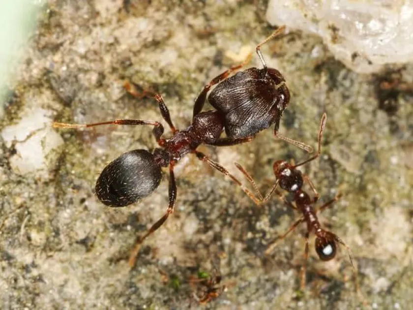 Pheidole harvester ants
