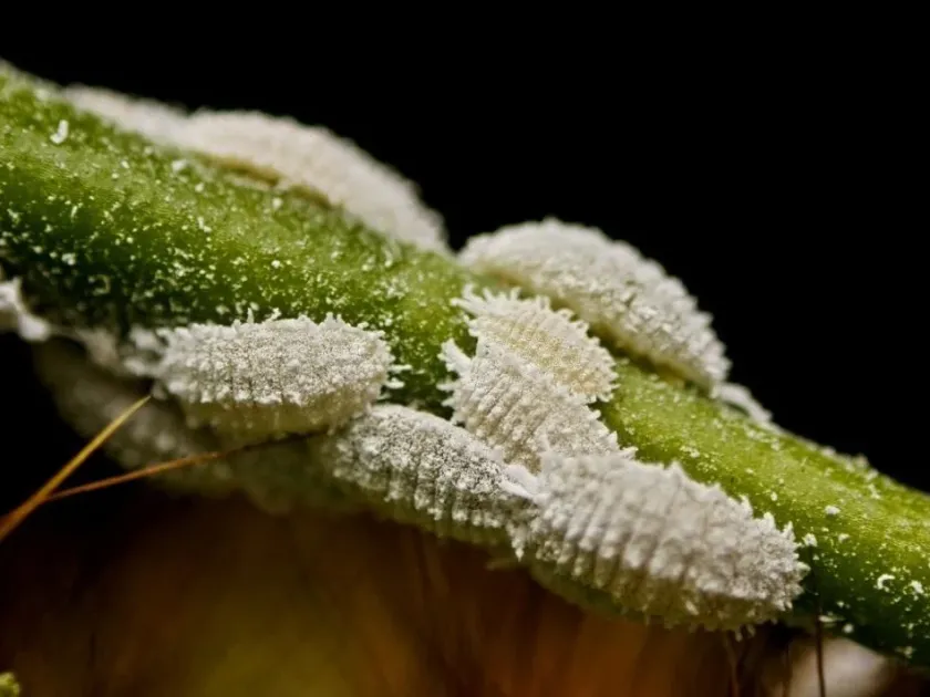 Cereal mealybug