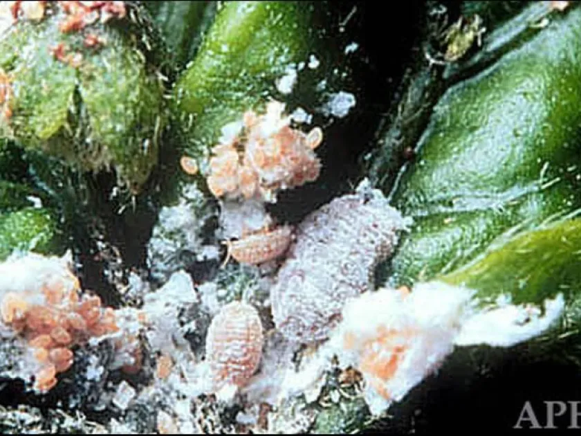 Hibiscus mealybug