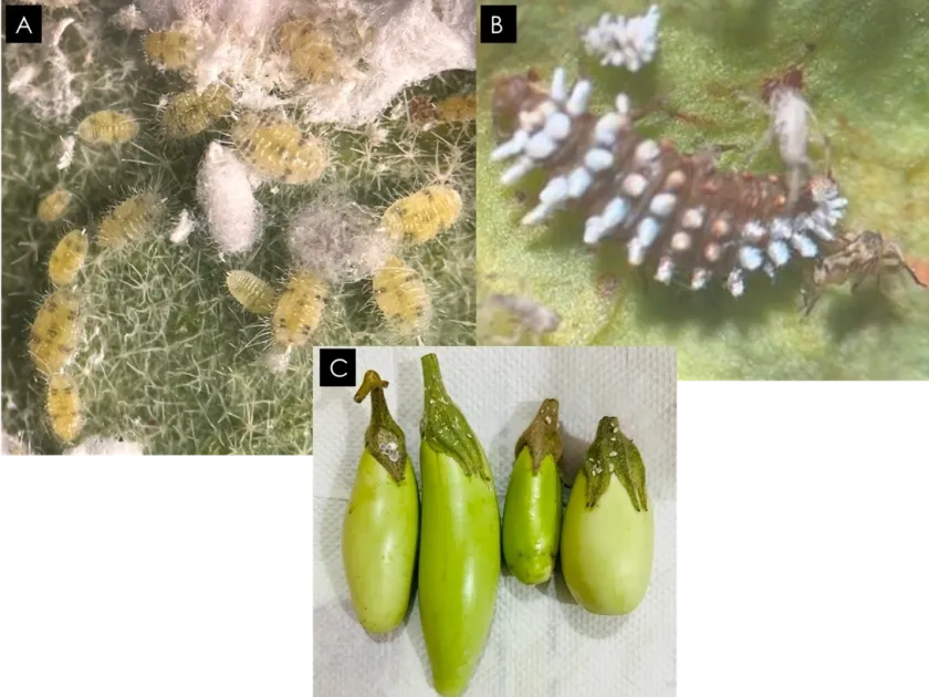 Mealybug Coccidohystrix insolita