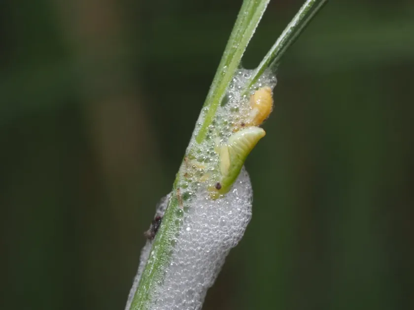 Meadow spittlebug