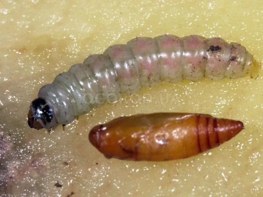 Картофельная моль Phthorimaea penicula
