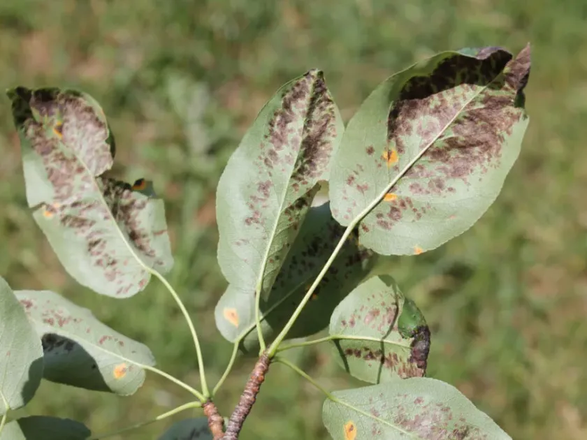 Pear leaf blister mite