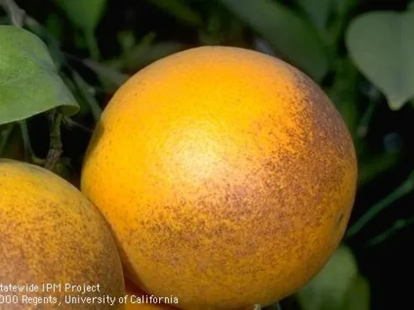 Citrus rust mite