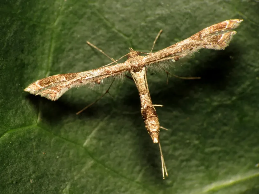 Lantana plume moth