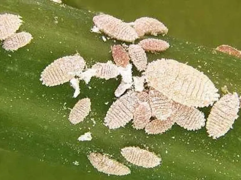 Kenyan mealybug