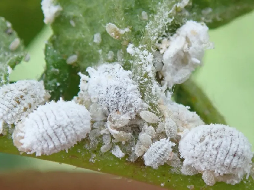 Planococcus mealybug