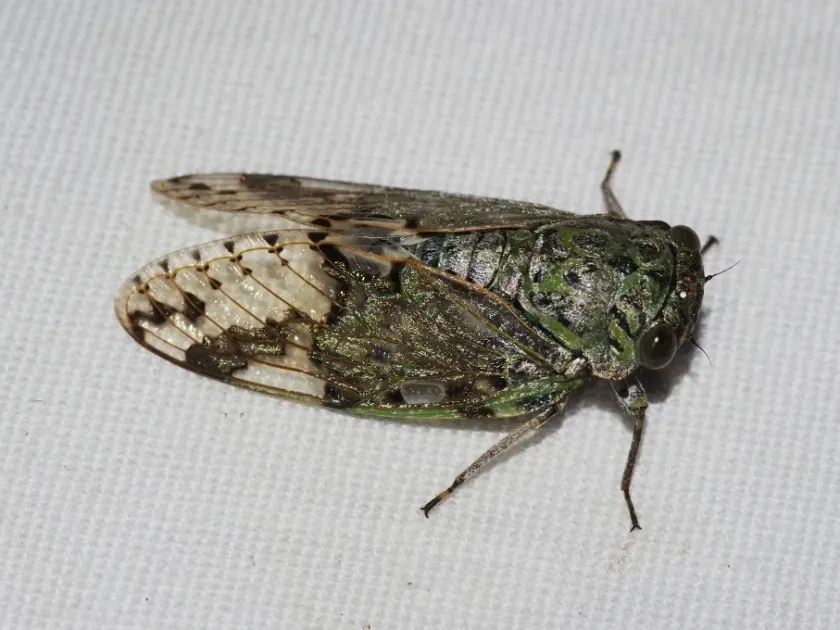Munza kuroiwae