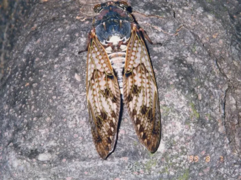 Platypleura