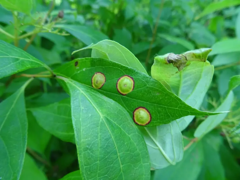 Parallelodiplosis