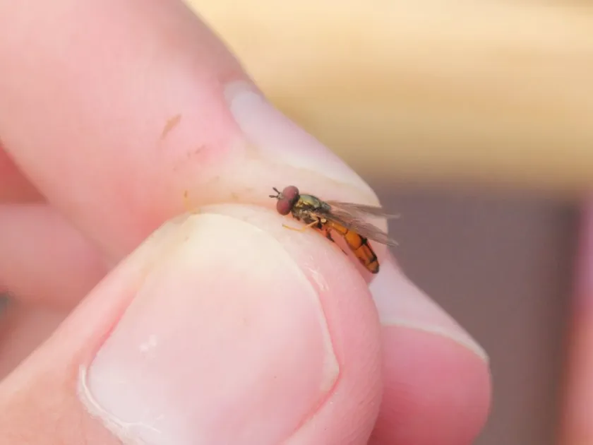 Платихейрус иммаргинатус