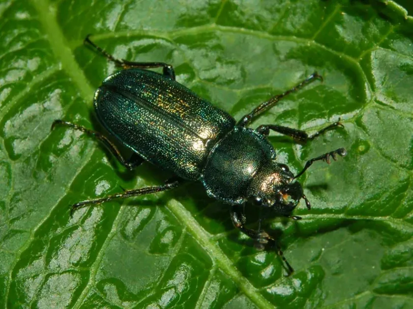 Lesser stag beetle
