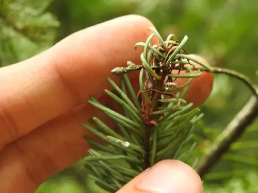 Conifer rust mite