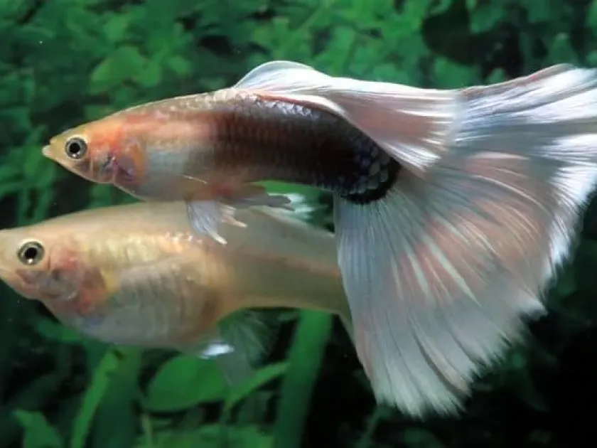 Guppy