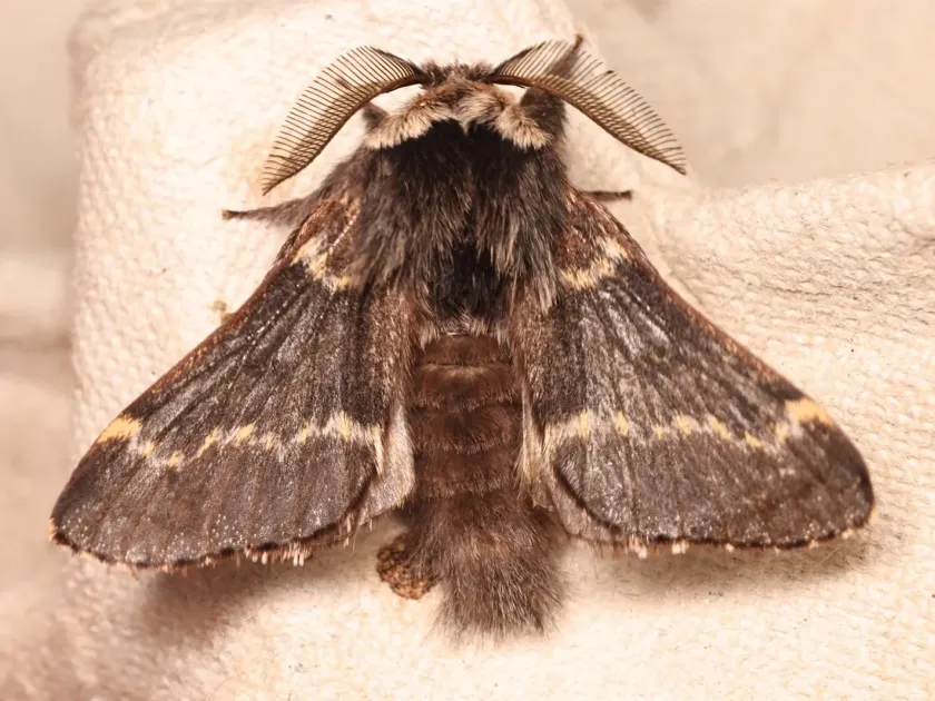 Pale Eggar
